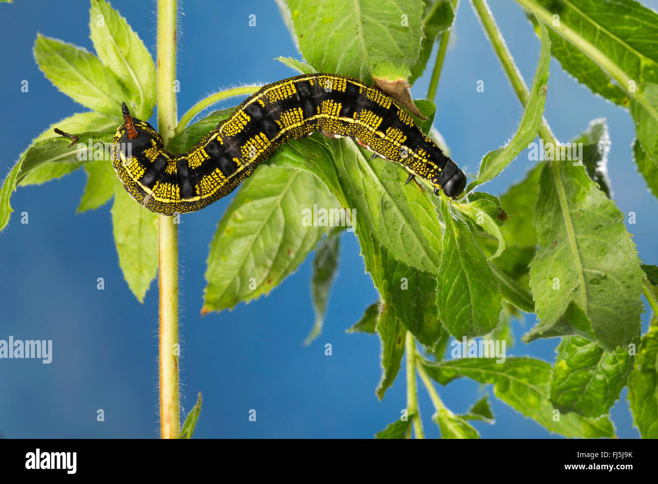 Striped Hawk-Moth, gestreifte Hawkmoth (stark Livornica, stark Lineata, Celerio Livornica, Celerio Lineata), Raupe ernährt sich von Epilobium, Deutschland Stockfoto