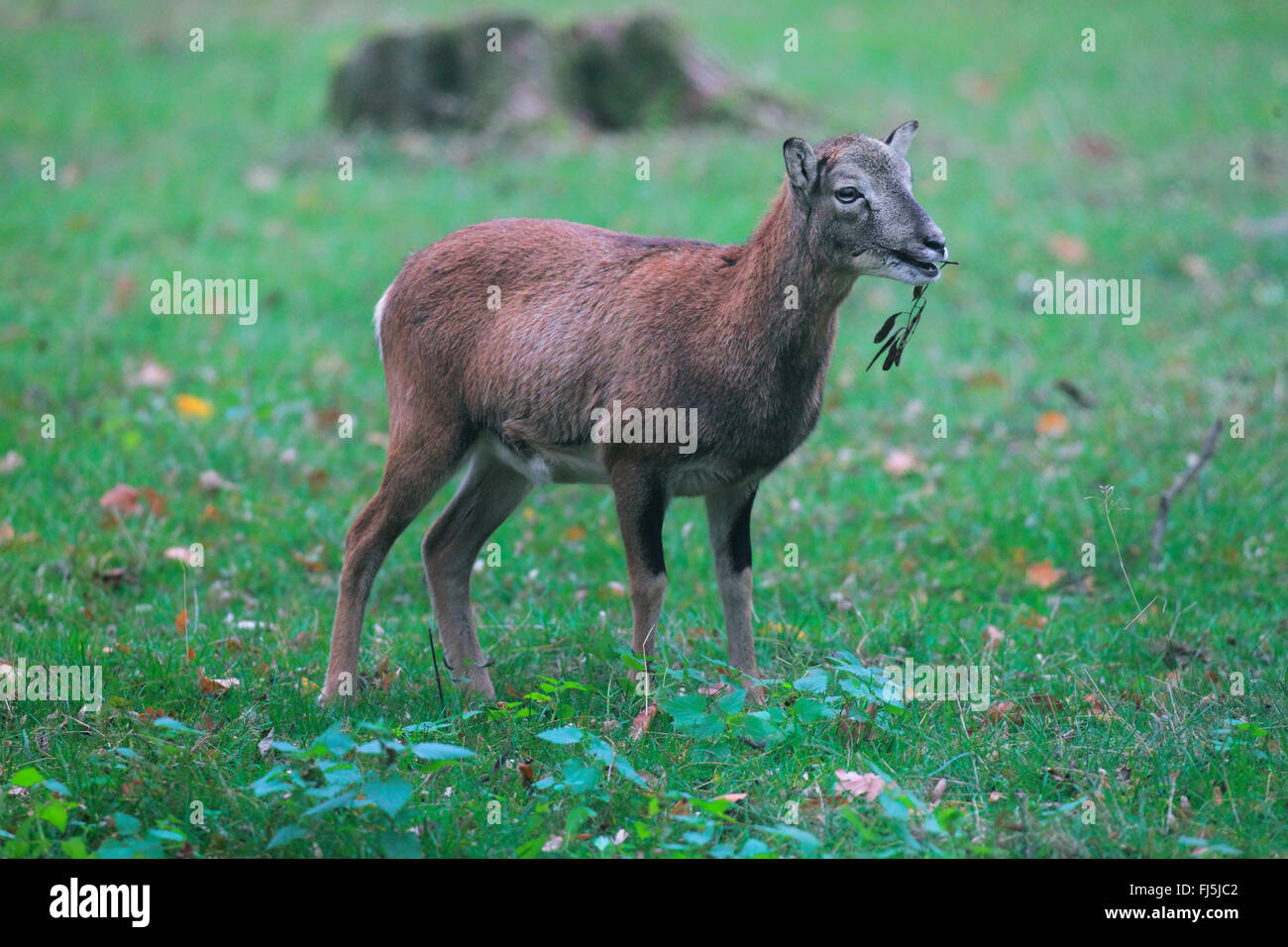 Mufflon (Ovis Musimon, Ovis Gmelini Musimon, Ovis Orientalis Musimon), Weiblich, Deutschland Stockfoto
