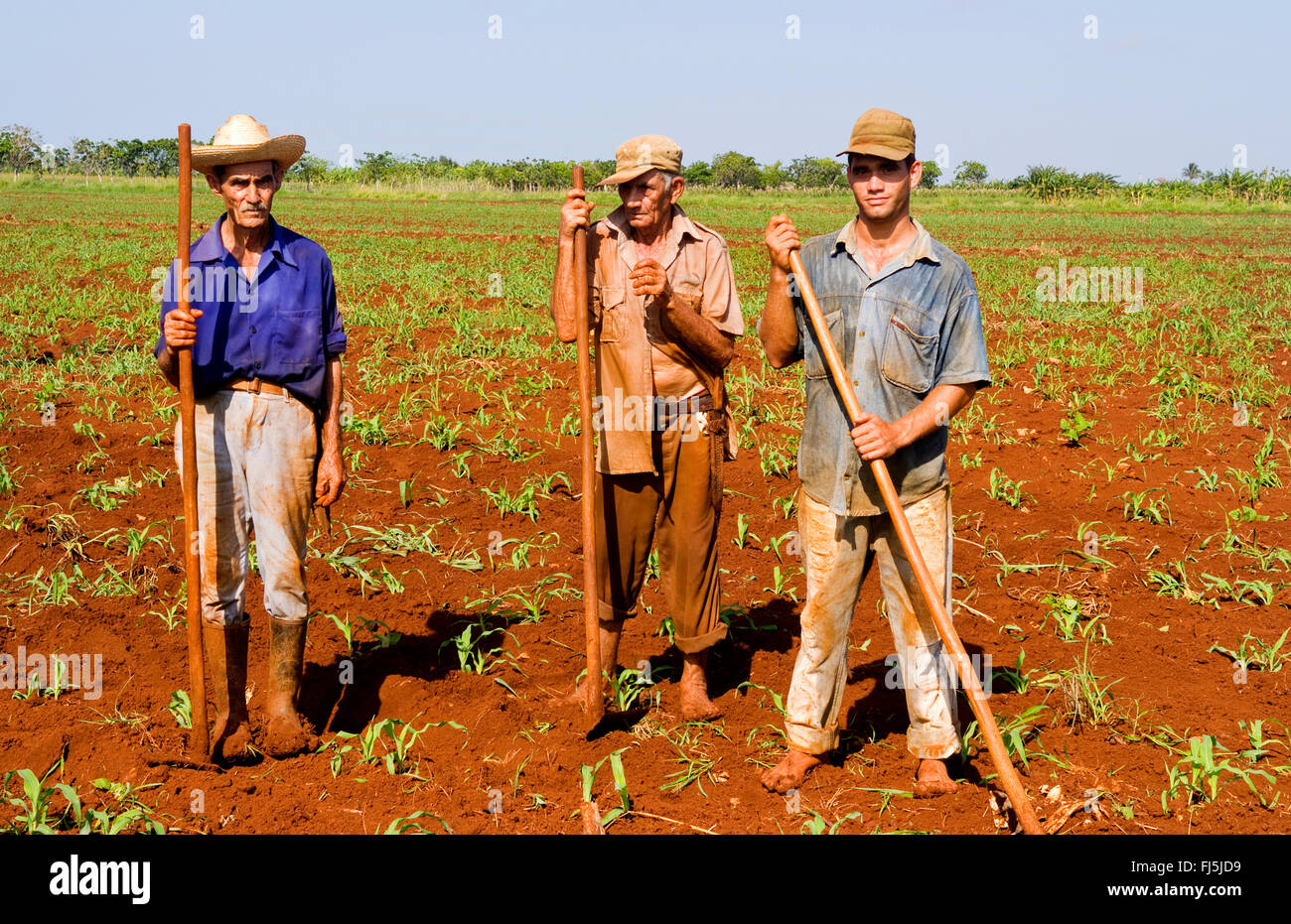 drei Arbeitnehmer, die im Feld, Kuba, Habana Stockfoto