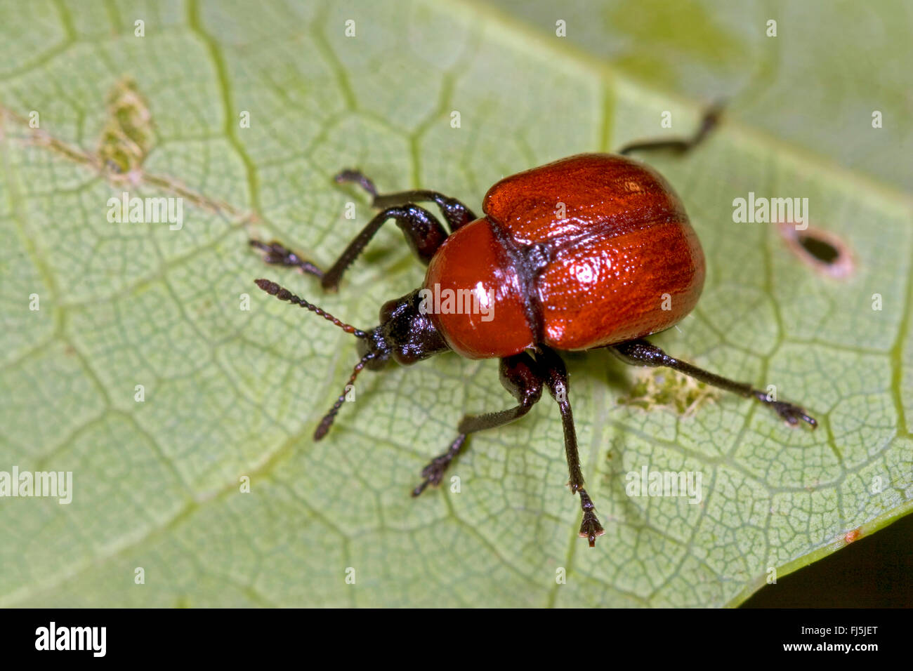 Oak Leaf Roller, Roteiche Walze (Attelabus Nitens, Attelabus Curculionoides), sitzt auf einem Blatt, Deutschland Stockfoto