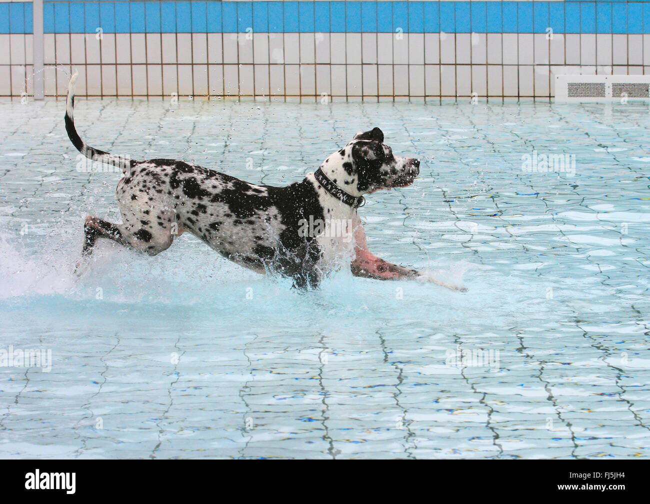 Deutsche Dogge (Canis Lupus F. Familiaris), Harlekin Dogge fließt das Wasser in einer Badeanstalt, Deutschland Stockfoto
