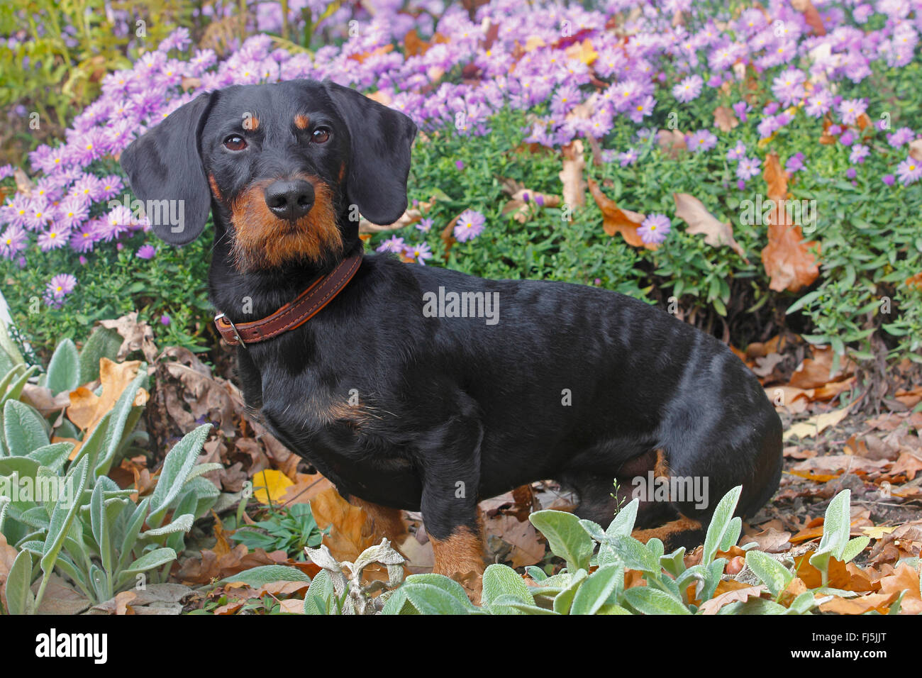 Rauhaar Dackel, Rauhhaar Dackel, Haushund (Canis Lupus F. Familiaris), Black And Tan neunzehn Monate alte Rüde sitzt vor blass lila Astern, Deutschland Stockfoto