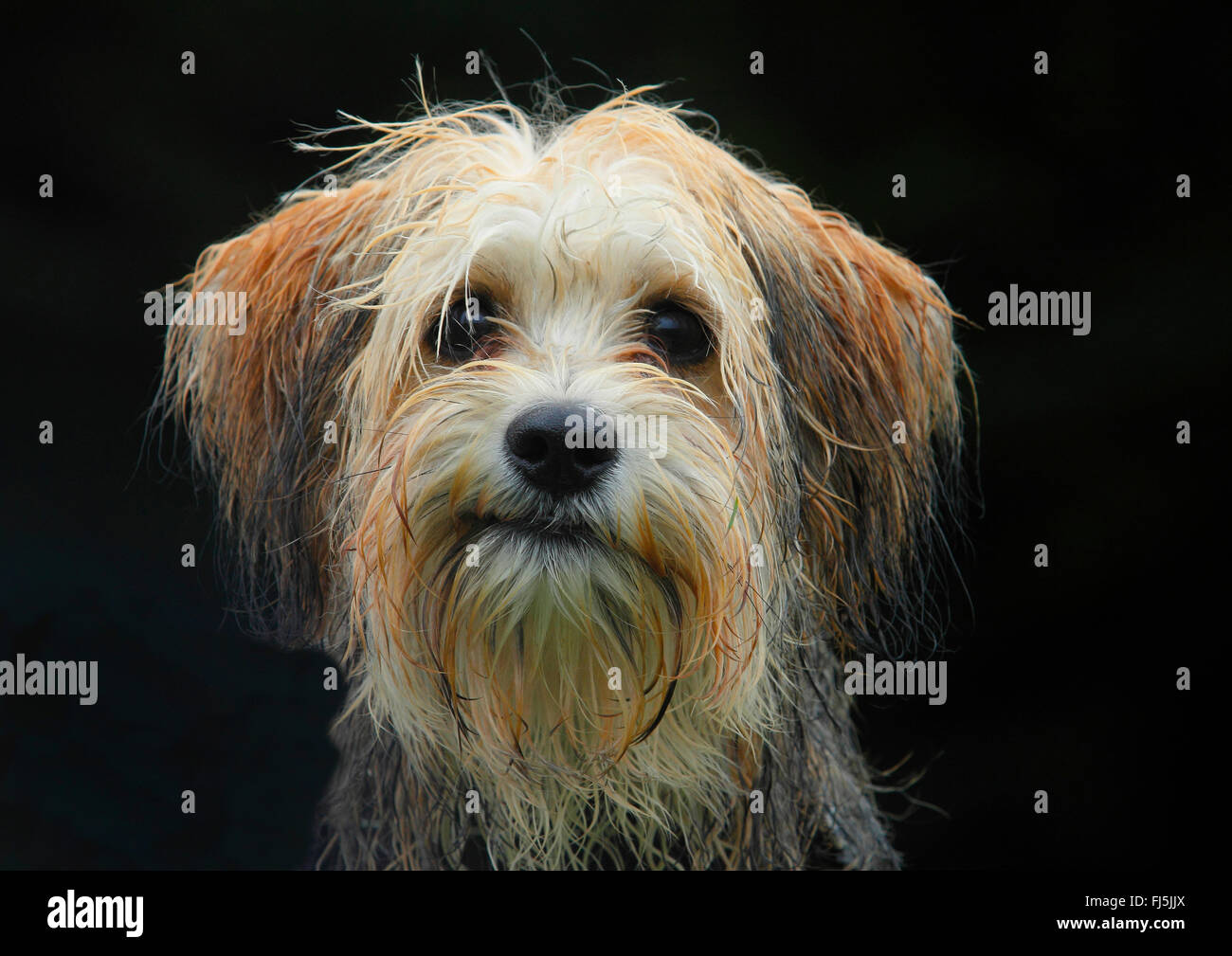 Rasse Hund (Canis Lupus F. Familiaris) gemischt, züchten fünf Monate alte männliche Malteser Chihuahua gemischt Hund, Portrait mit schwarzem Hintergrund, Deutschland Stockfoto