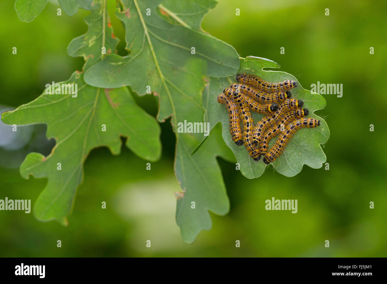 Buff-Tip Motte, Buff Tipp Raupe (Phalera Bucephala), Raupen auf einem Eichenblatt, Deutschland Stockfoto