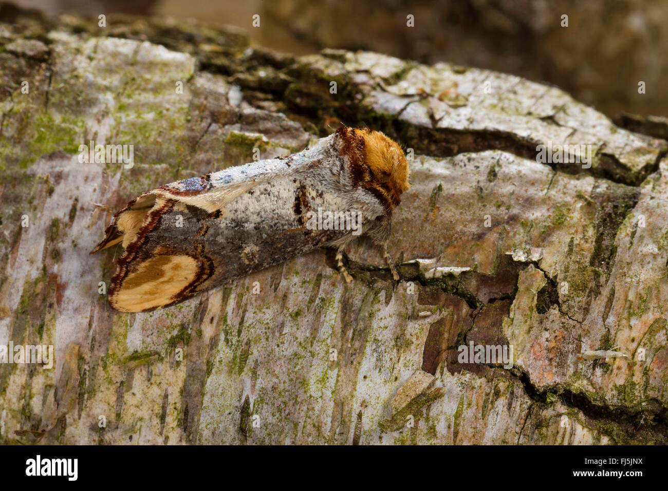 Buff-Tip Motte, Buff Tipp Raupe (Phalera Bucephala), gut getarnt auf Rinde, Deutschland Stockfoto