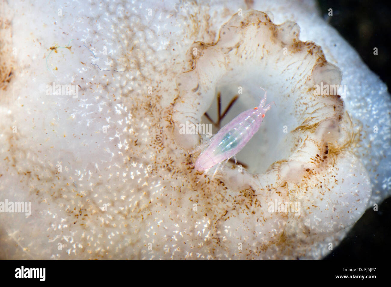 Kommensale Höhlenflohkrebs (Leucothoe Spinicarpa, Gammarus Spinicarpa, Leucothoe Gliedertiere), Leben im Inneren einer ascidia Stockfoto
