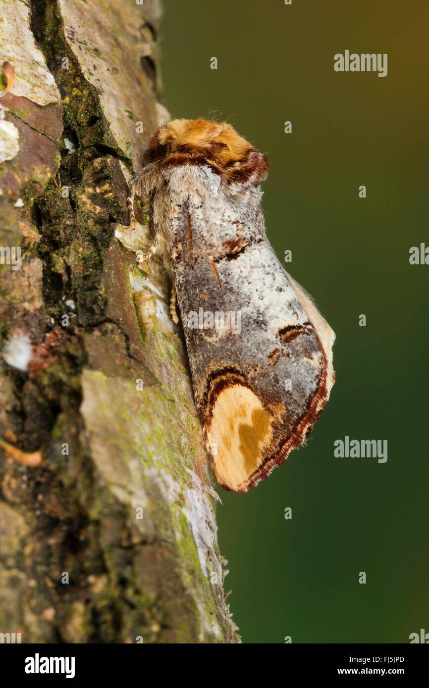 Buff-Tip Motte, Buff Tipp Raupe (Phalera Bucephala), gut getarnt auf Rinde, Deutschland Stockfoto