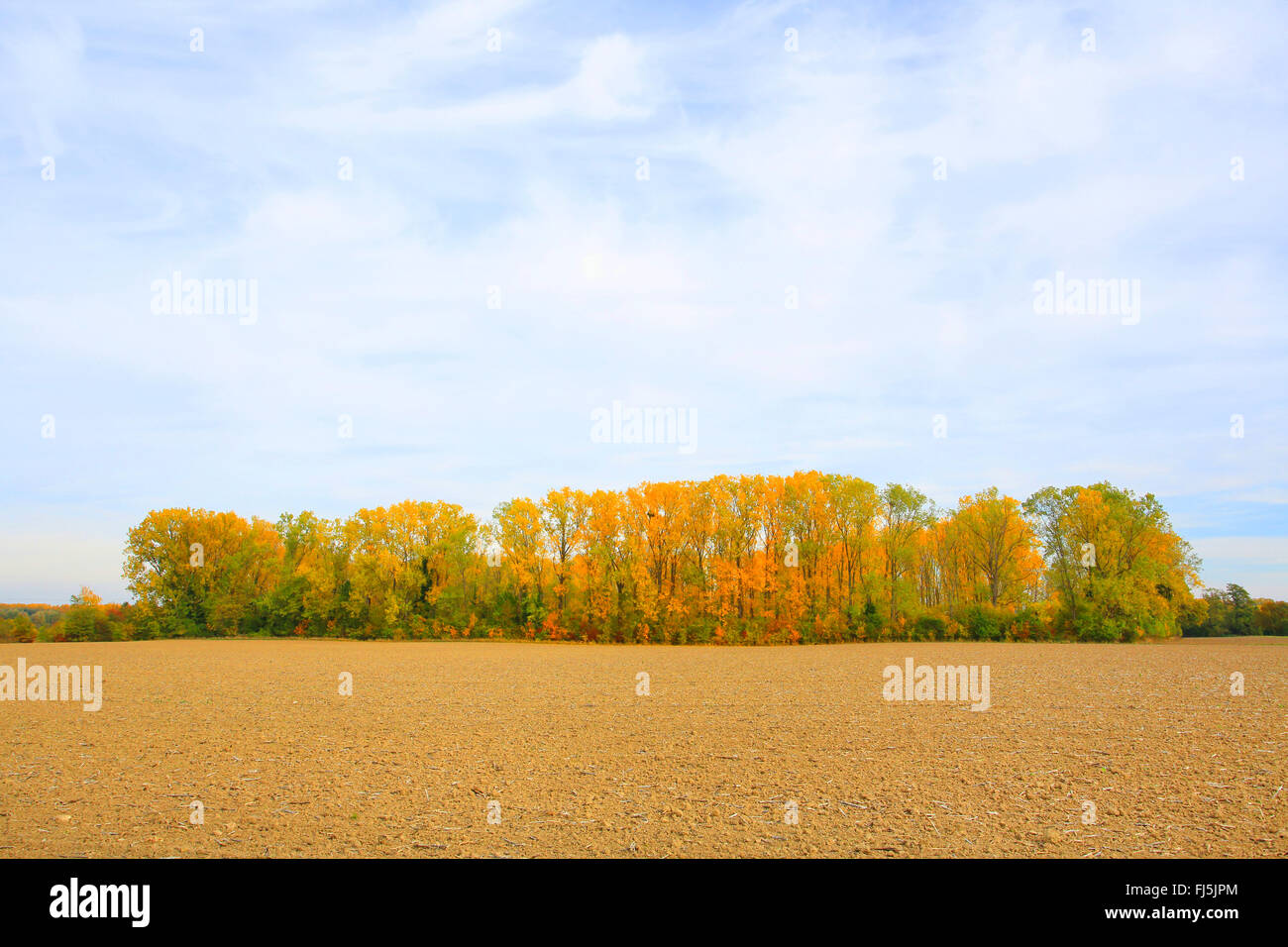 Feld-Landschaft am Rhein Aue im Herbst, Deutschland, Baden-Württemberg, Mannheim Stockfoto