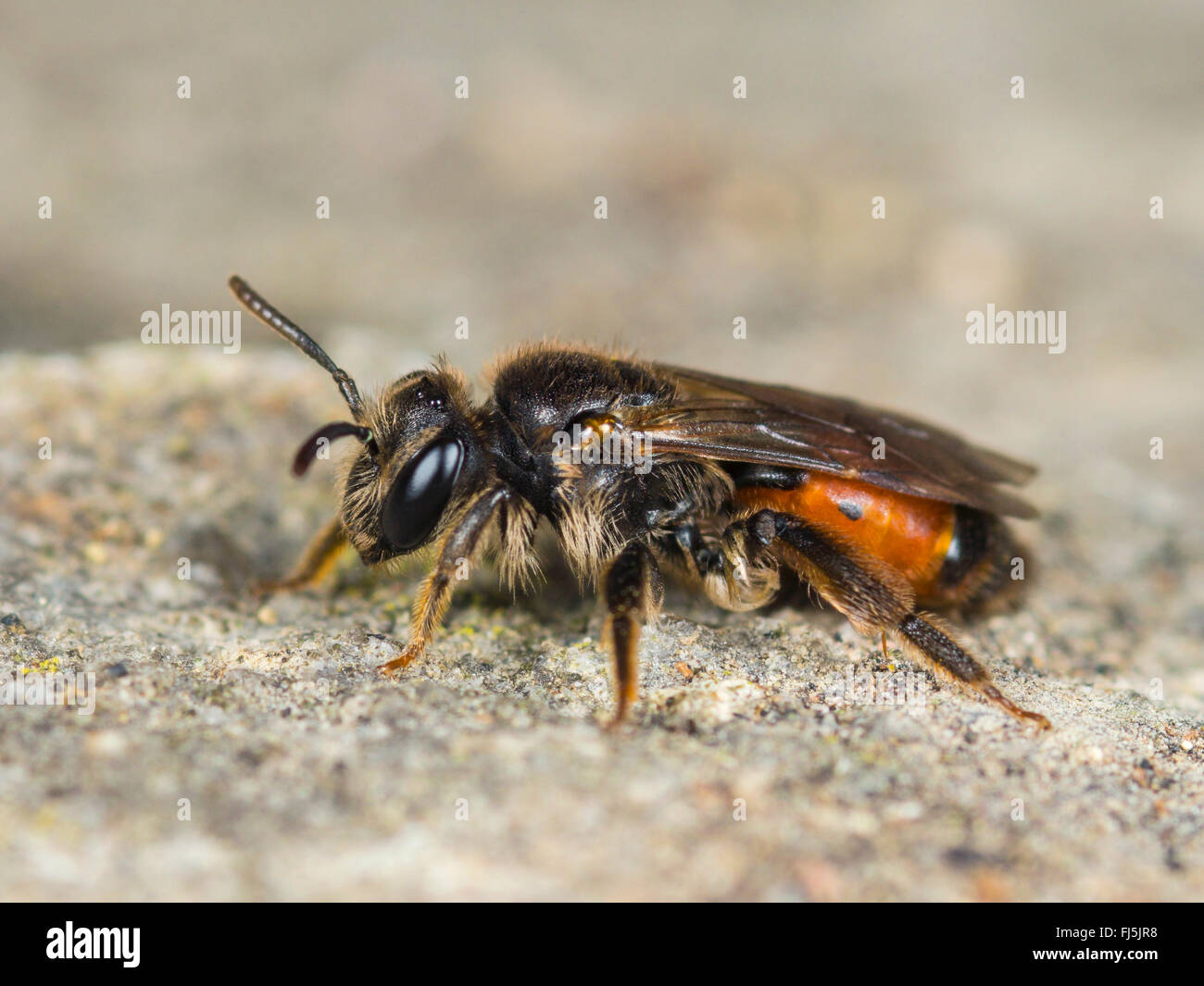 Bergbau-Biene (Andrena Potentillae), Weiblich, sitzt auf einem Stein, Deutschland Stockfoto