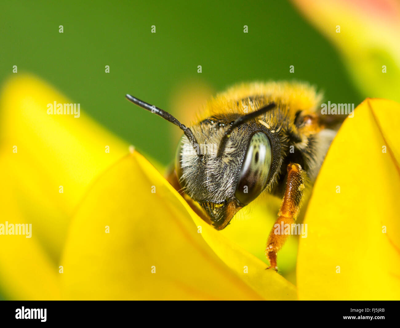 Blatt-Cutter Bee (Anthidium punctatum), Weibliche auf gemeinsame Vogel ┤ s-foot Trefoil (Lotus corniculatus), Deutschland Stockfoto