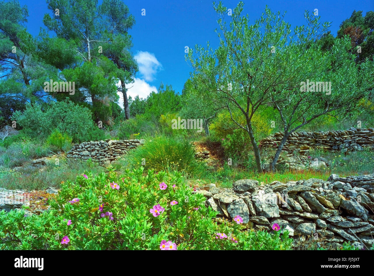 bewachsene Natursteinmauern im Frühjahr, Draguignan, Draguignan, Provence, Frankreich Stockfoto