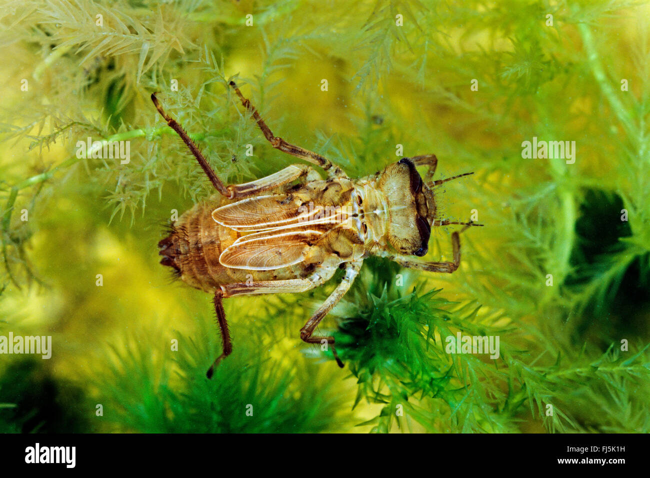 nördlichen Smaragd (Somatochlora Arctica), aquatische Larve, Deutschland Stockfoto