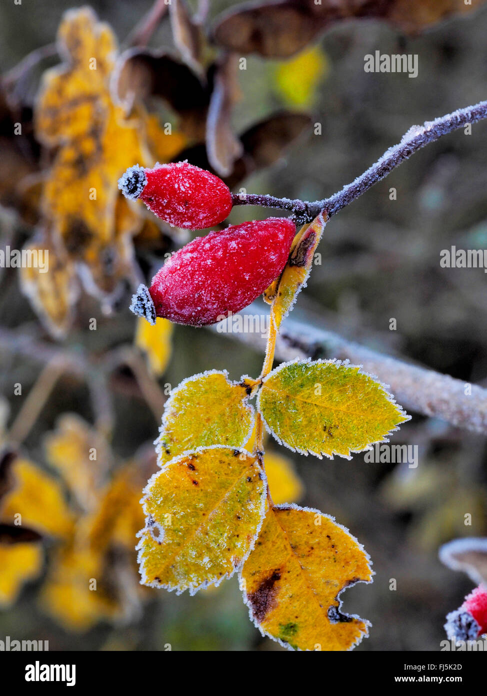 Wildrose (Rosa spec.), Hagebutten mit Raureif, Deutschland, Baden-Württemberg Stockfoto