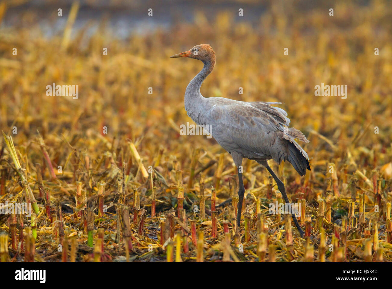 Kranich, eurasische Kranich (Grus Grus), juvenile auf ein Stoppel Feld, Deutschland, Niedersachsen Stockfoto