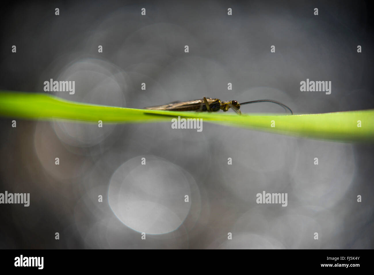 Insekt auf einem Blatt mit Lichtreflexen im Hintergrund, Deutschland, Sachsen Stockfoto