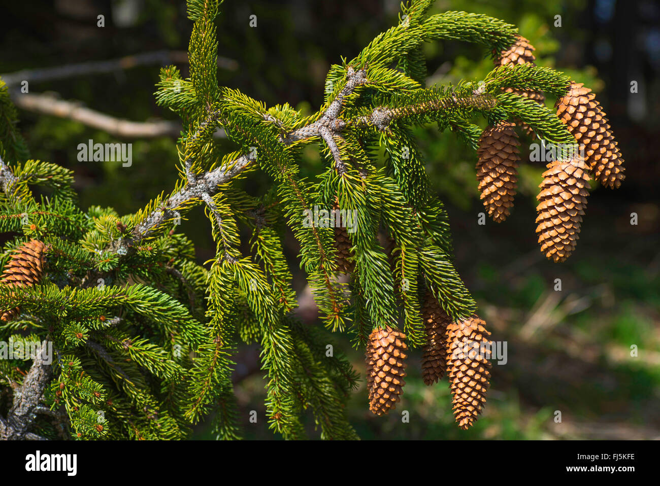 Norwegen Fichte (Picea Abies), offene Fichtenzapfen auf einem Fichte Ast, Oberbayern, Oberbayern, Bayern, Deutschland Stockfoto