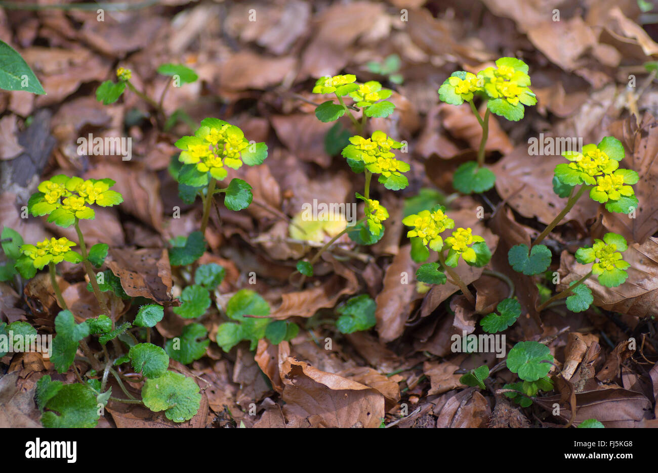 Stellvertreter-leaved Golden-Steinbrech (Chrysosplenium Alternifolium), blühen, Oberbayern, Oberbayern, Bayern, Deutschland Stockfoto