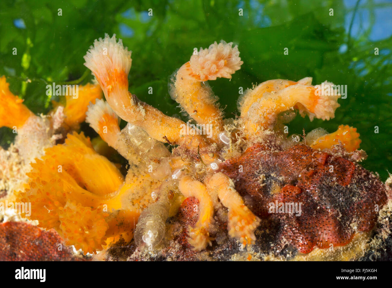 Ascidian rot-Flake, kolonialen Sesquirt, kolonialen Seescheide (Morchellium Argus, Argus Amaroucium, Aplidium Argus), Kolonie Stockfoto
