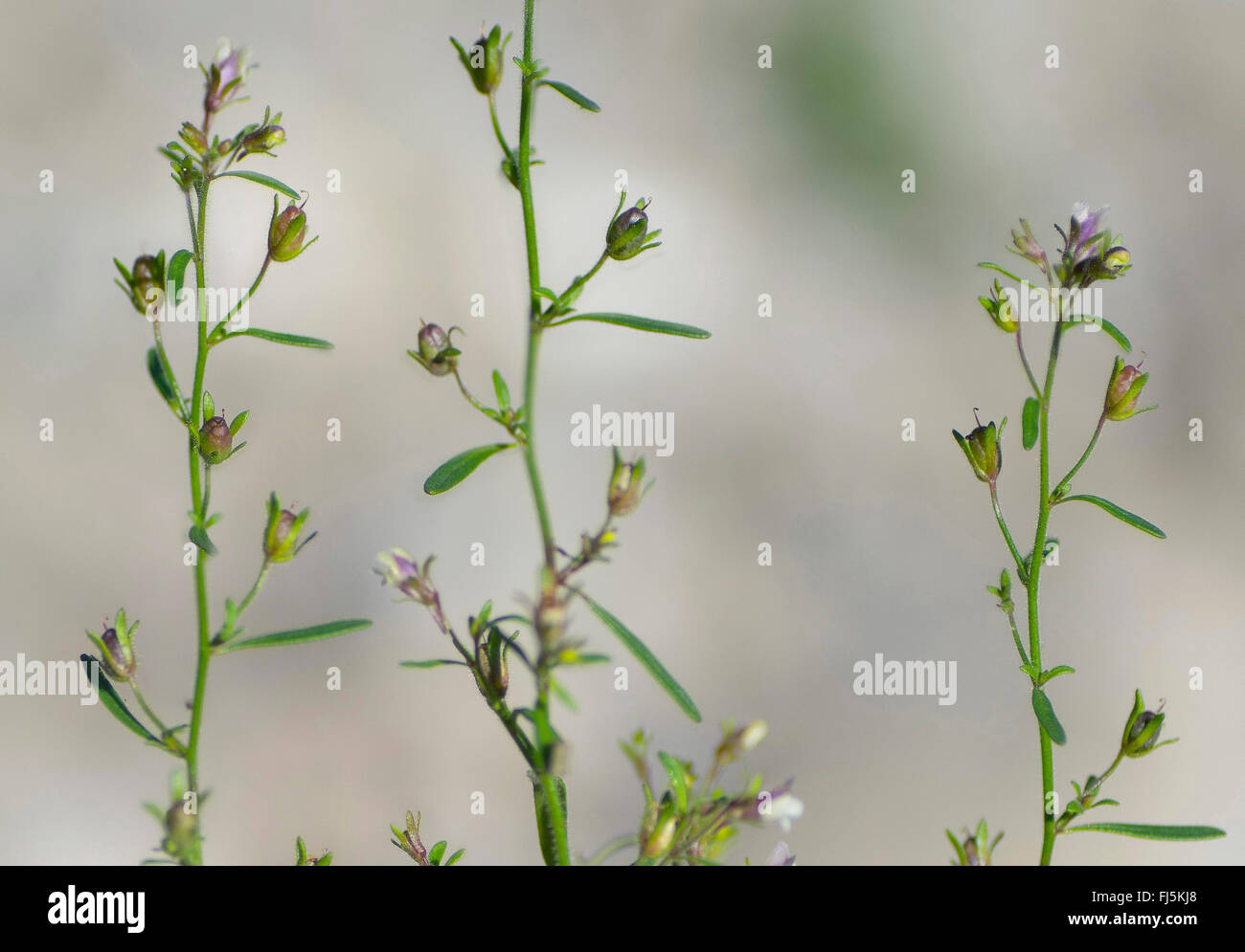 kleines Leinkraut, gemeinsame Zwerg Snapdragon (Chaenorhinum minus, Chaenarhinum minus), blühen, Oberbayern, Oberbayern, Bayern, Deutschland Stockfoto