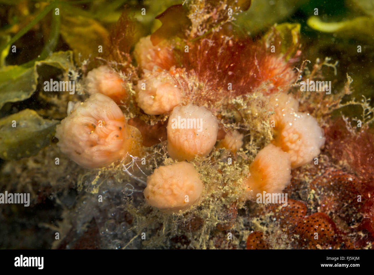 Ascidian rot-Flake, kolonialen Sesquirt, kolonialen Seescheide (Morchellium Argus, Argus Amaroucium, Aplidium Argus), Kolonie Stockfoto