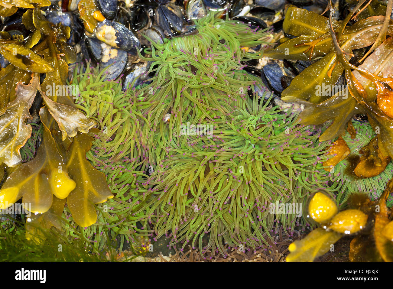 Snakelocks Anemone, Anemone Opelet (Anemonia Sulcata, Anemonia Viridis), Snakelocks Anemone auf dem Boden mit Blase wrack Stockfoto