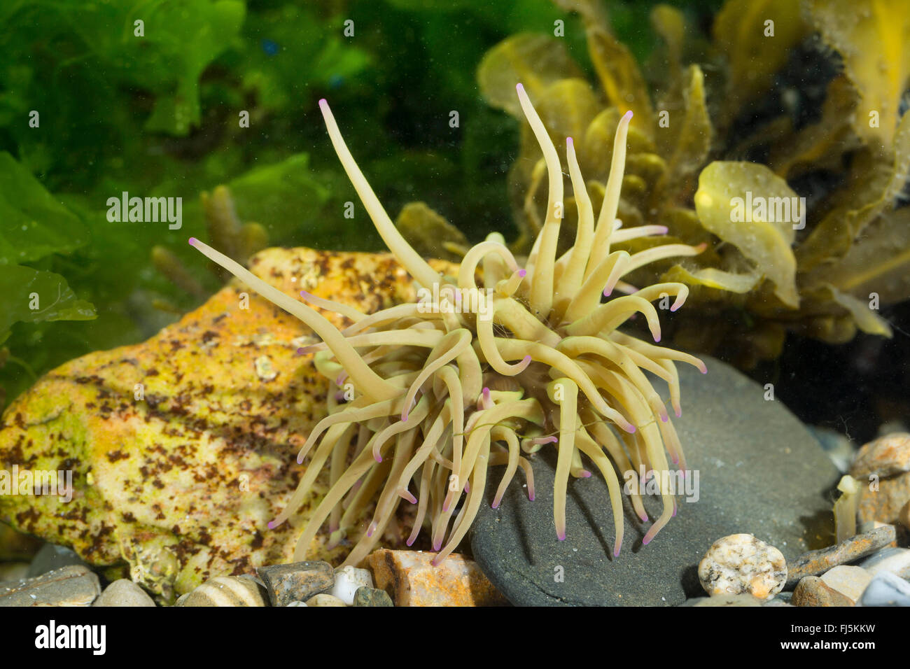 Snakelocks Anemone, Anemone Opelet (Anemonia Sulcata, Anemonia Viridis), auf dem Boden Stockfoto