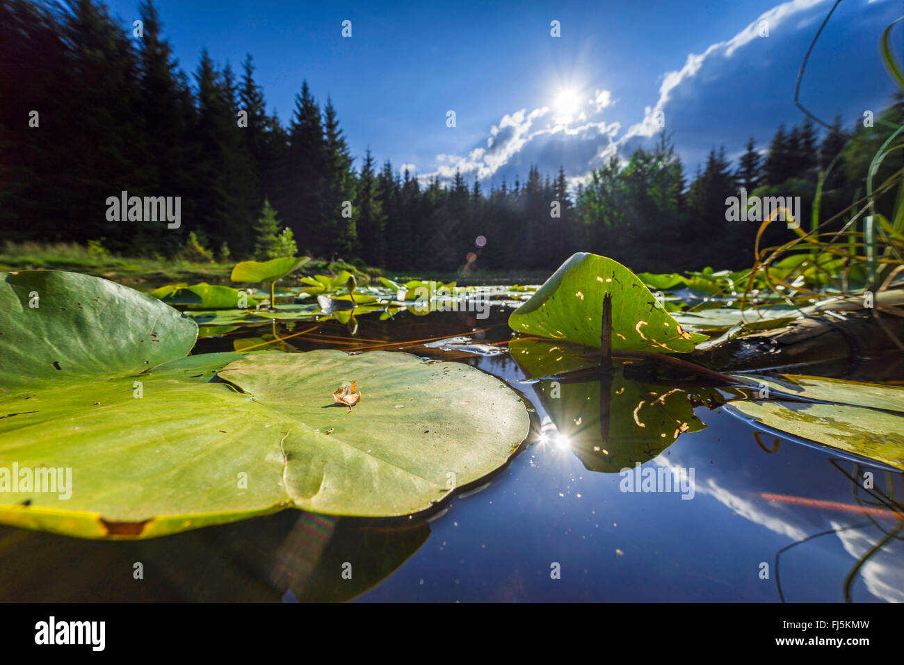 Talsperre Von Poehl Stockfotos und bilder Kaufen Alamy