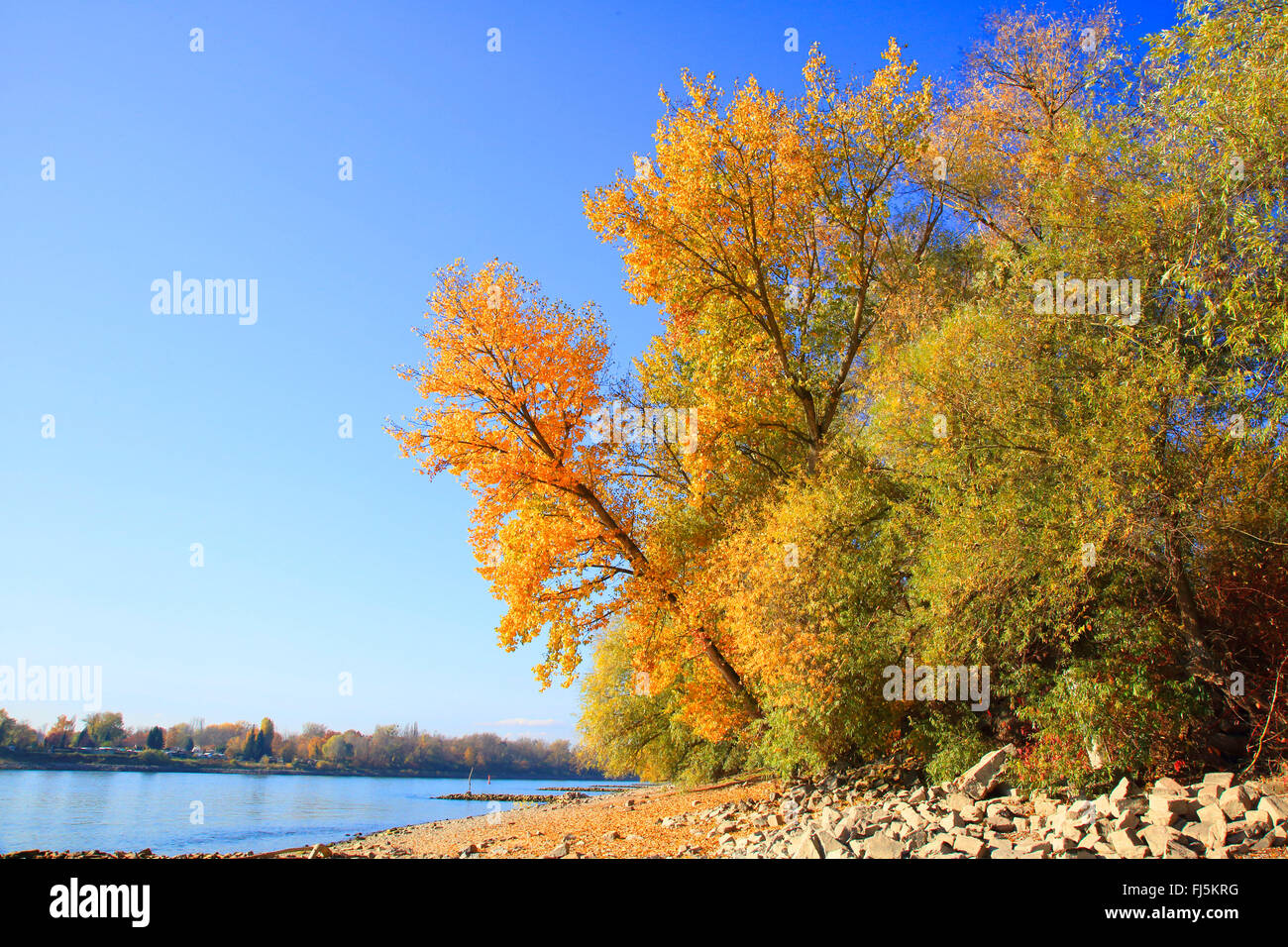 Auwaldes am Rhein mit niedrigem Wasserstand, Deutschland, Baden-Württemberg, Mannheim Stockfoto