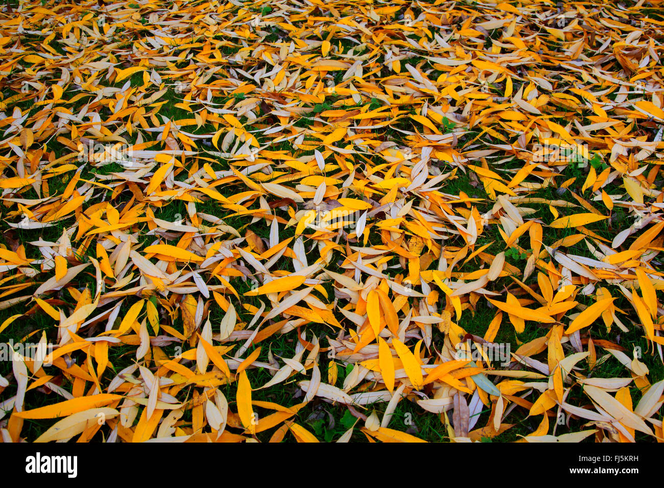 Silberweide (Salix Alba), Blätter im Herbst auf dem Boden, Deutschland Stockfoto