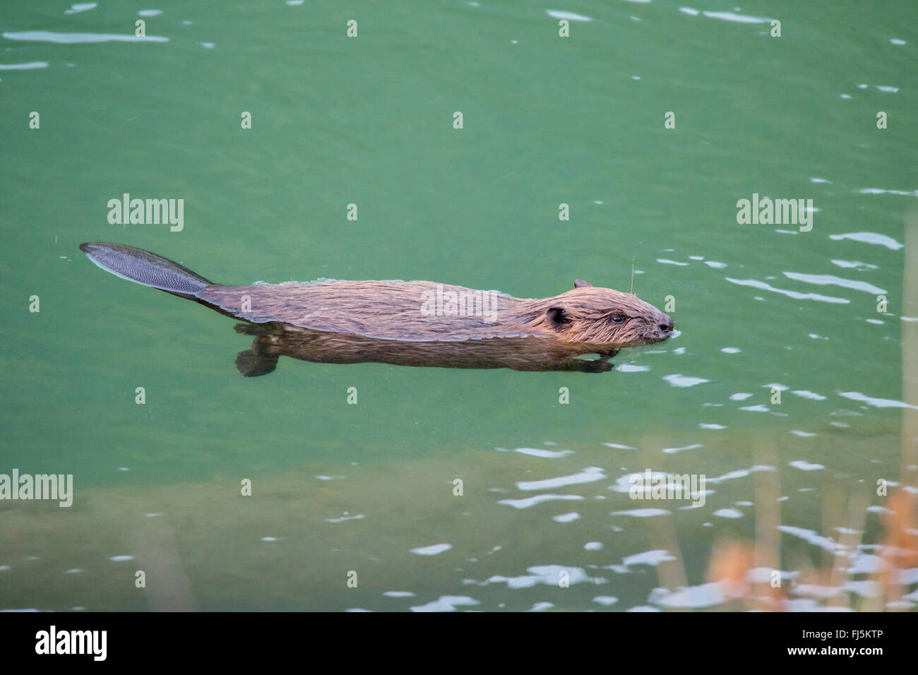 Eurasische Biber, europäische Biber (Castor Fiber), juvenile schwimmt auf Wasser, Österreich, Tirol Stockfoto