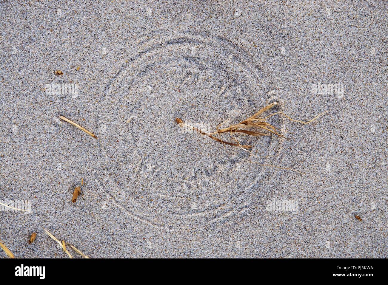Pflanzenresten rotierenden durch Wind und linken Bemerkungen in den Sand, Dänemark, Nationalpark Thy Stockfoto