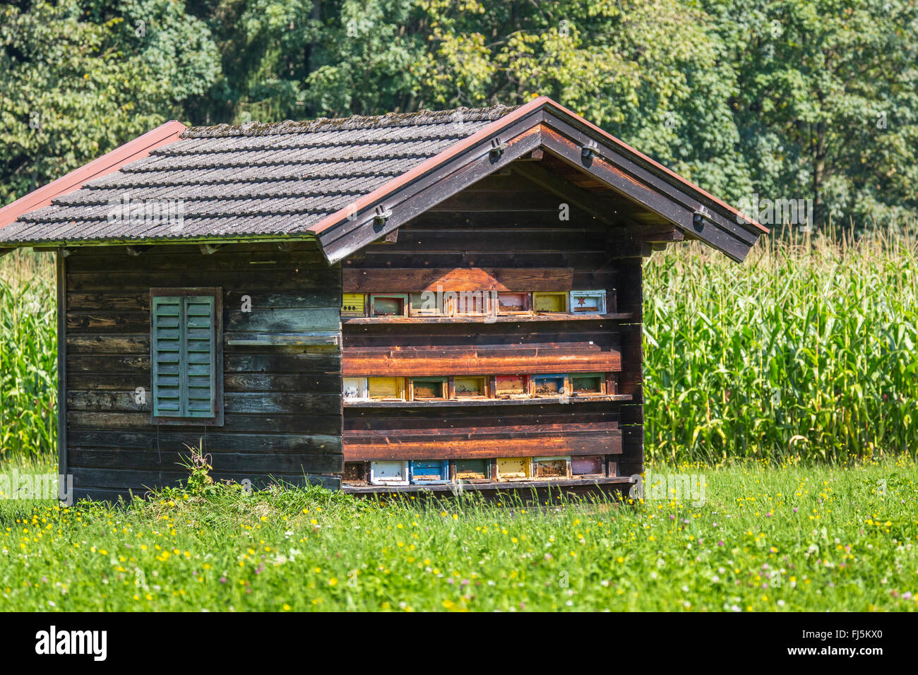 alt und gut präpariert Bienenhaus ein Feld Grenze, Österreich, Tyrol Stockfoto