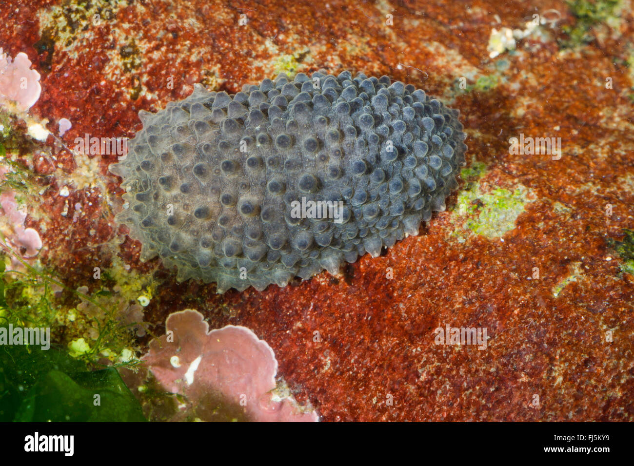 Keltische Seeschnecke, keltische Seeschnecke, Celtic Seaslug (Onchidella Celtica, Onchidiella Celtica, Onchidium Celticum, Onchidium Tuberculatum, Peronia Parthenopeia), auf einem Stein auf dem Boden Stockfoto