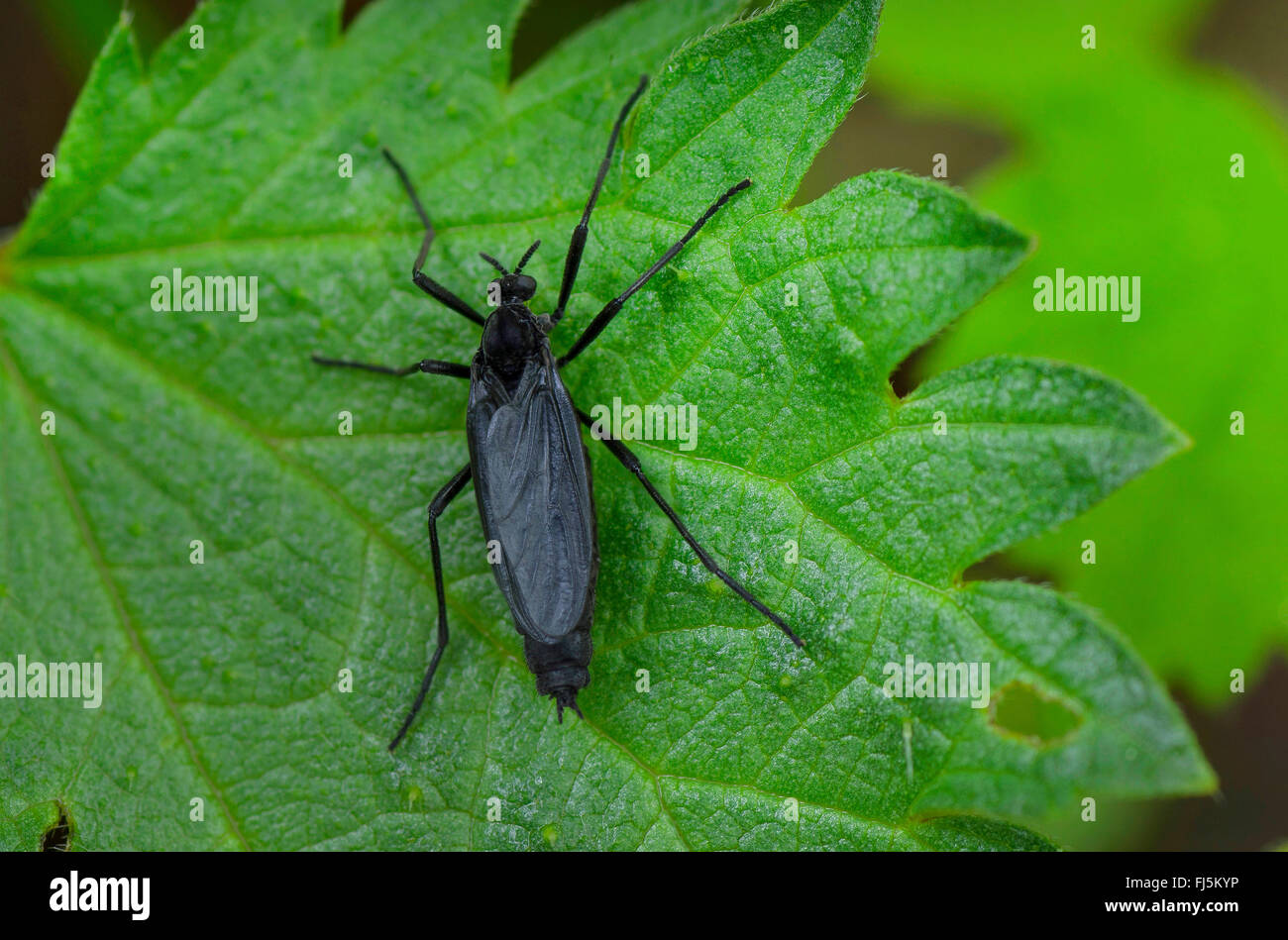 San Marco Fliege (Bibio Marci), sitzt auf einem Blatt, Oberbayern, Oberbayern, Bayern, Deutschland Stockfoto