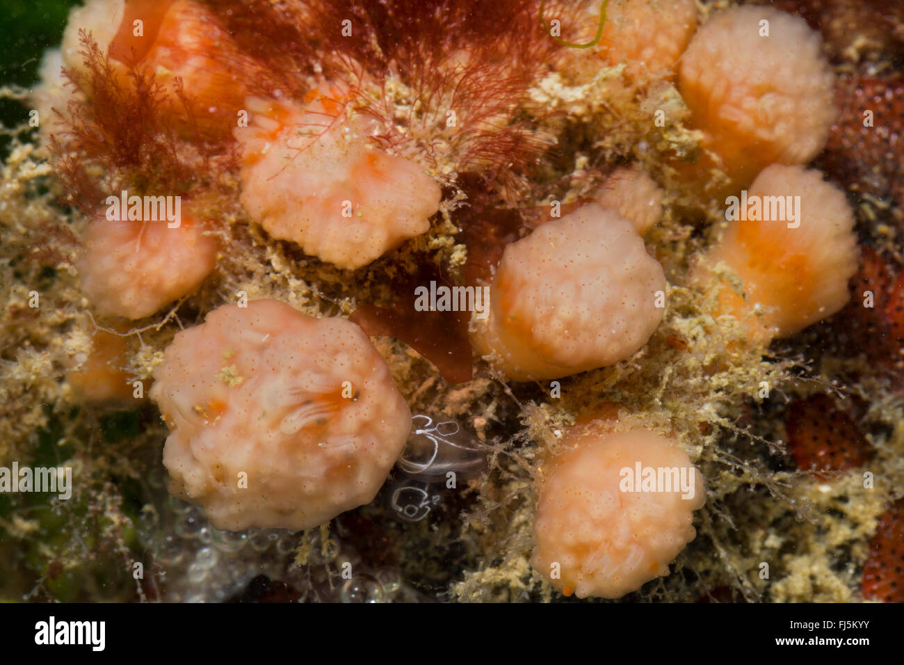 Ascidian rot-Flake, kolonialen Sesquirt, kolonialen Seescheide (Morchellium Argus, Argus Amaroucium, Aplidium Argus), Kolonie Stockfoto