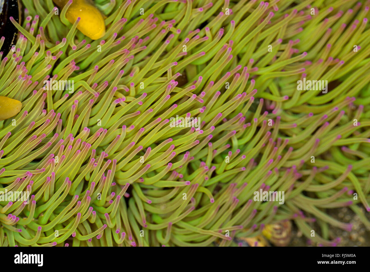 Snakelocks Anemone Anemone Opelet (Anemonia Sulcata, Anemonia Viridis), detail Stockfoto