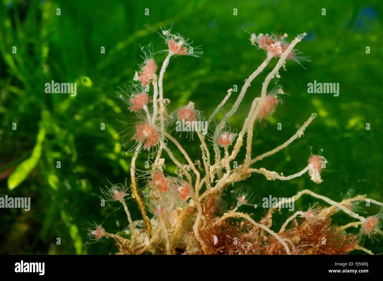 Tubularia Indivisa, Tubularia Simplex (Tubularia Indivisa), kolony Stockfoto