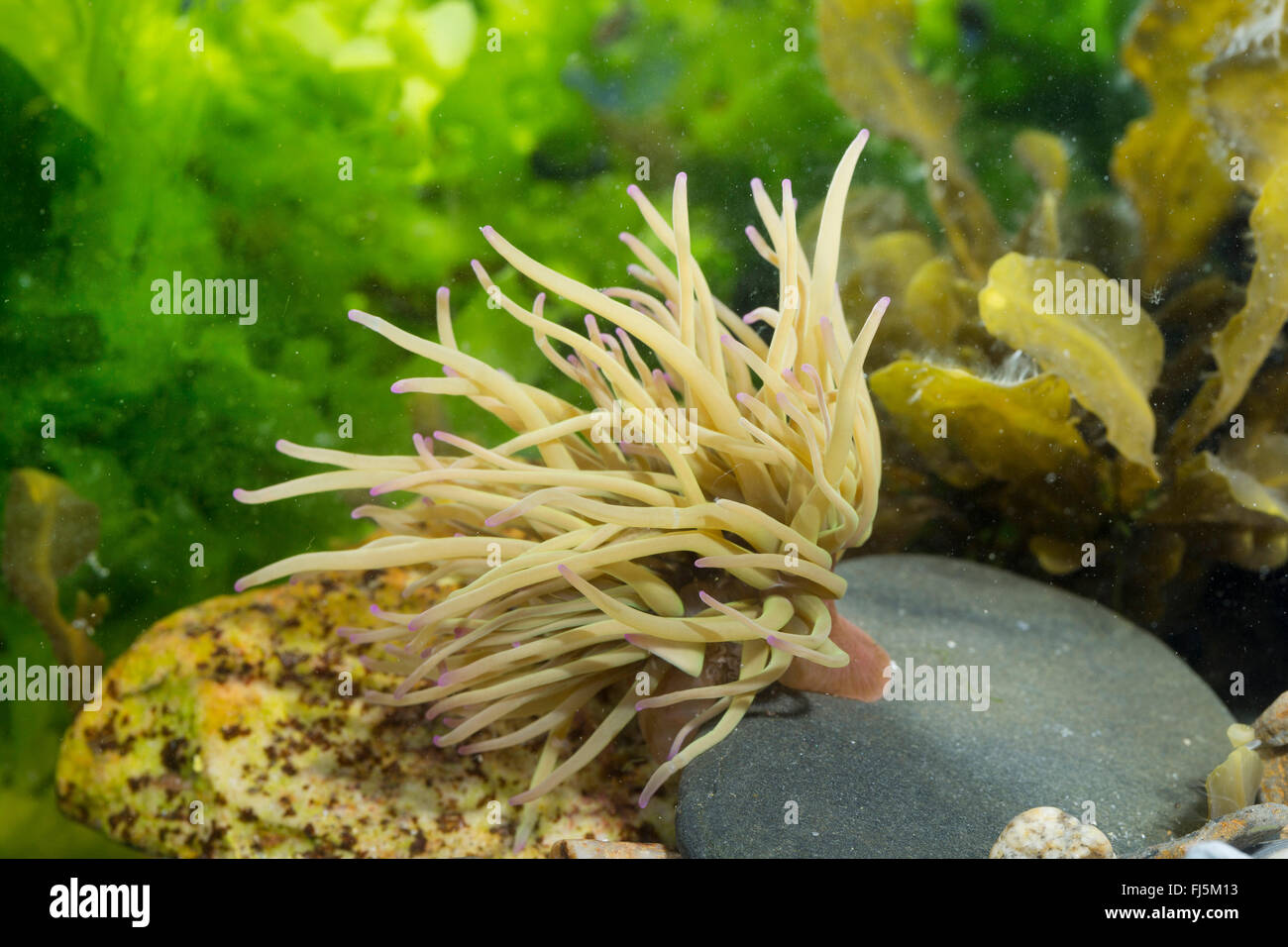 Snakelocks Anemone, Anemone Opelet (Anemonia Sulcata, Anemonia Viridis), auf dem Boden Stockfoto