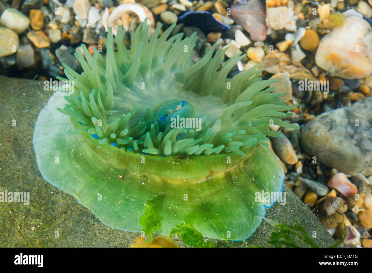 Mikrokügelchen Anemone, rote Seeanemone, Pflaume Anemone Mikrokügelchen-Anemone (Actinia Equina), grüne morph Stockfoto