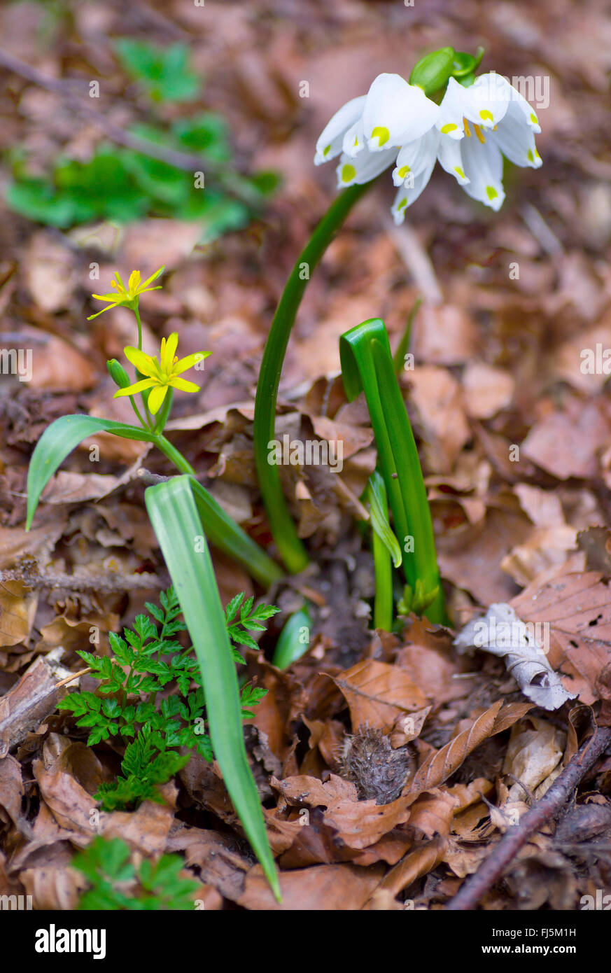 Frühling Schneeflocke (Leucojum Vernum), mit gelben Star-of-bethlehem, Gagea Lutea, Deutschland, Bayern, Oberbayern, Oberbayern Stockfoto