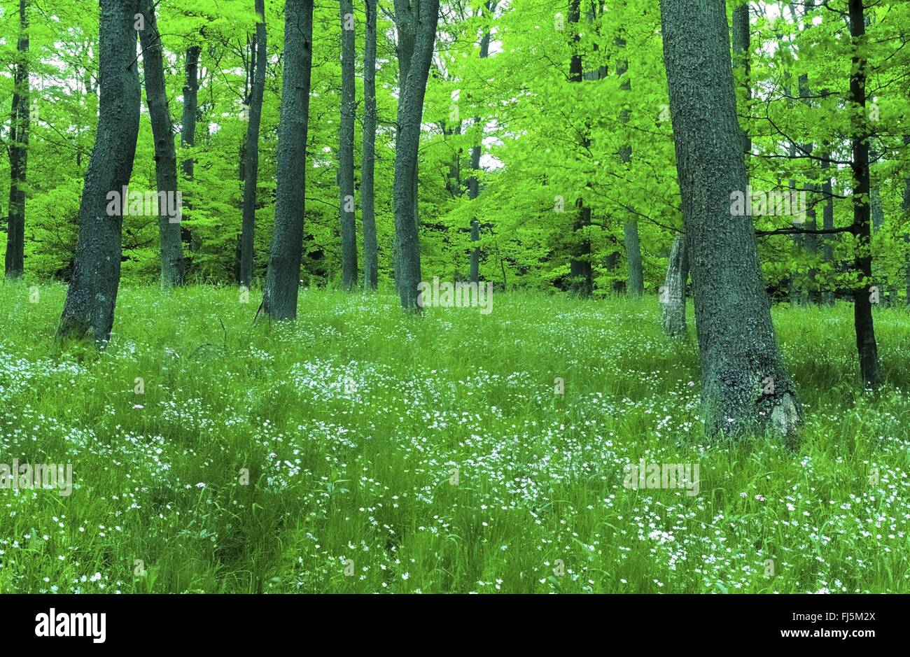 Easterbell Hahnenfußgewächse, größere Stitchwort (Stellaria Holostea) Frühholz mit vielen Easterbell Hahnenfußgewächse, Deutschland, Reinland-Pfalz, Hocheifel Stockfoto