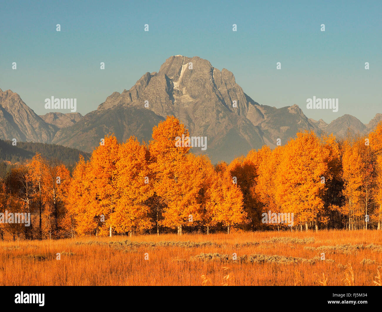 Herbststimmung am Oxbow Bend mit Mt. Moran im Rücken, USA, Wyoming, Grand-Teton-Nationalpark Stockfoto