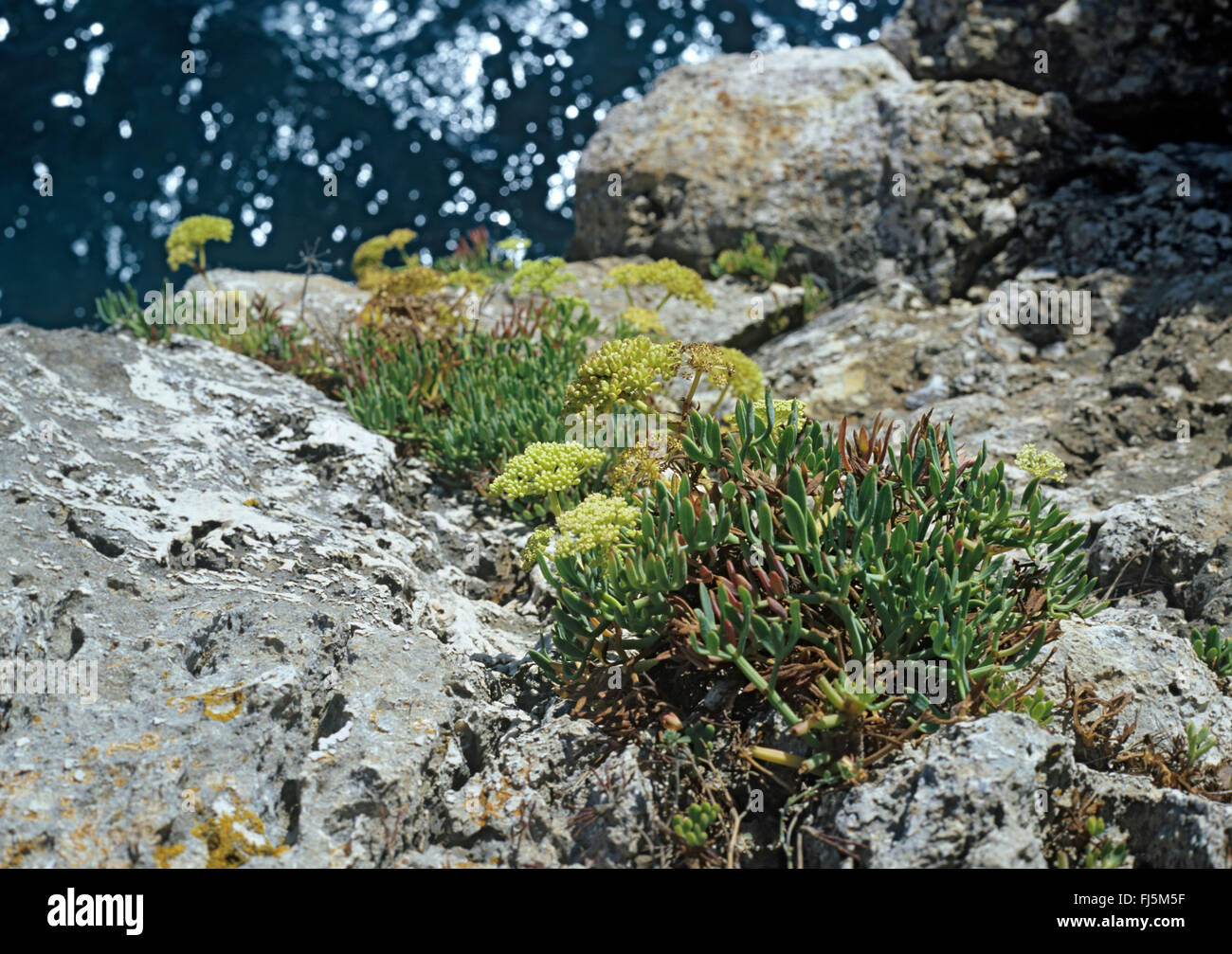 Meeresfenchel wächst in den Felsen über dem Meer Stockfoto