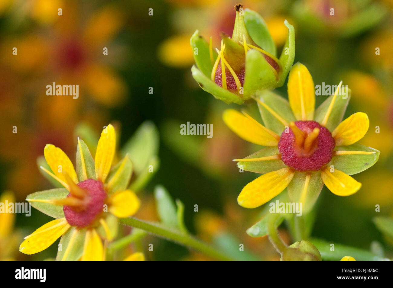 gelber Steinbrech, gelber Steinbrech, immergrünen Steinbrech (Saxifraga Aizoides), Blumen, Österreich, Tirol, Tannheimer Berge Stockfoto