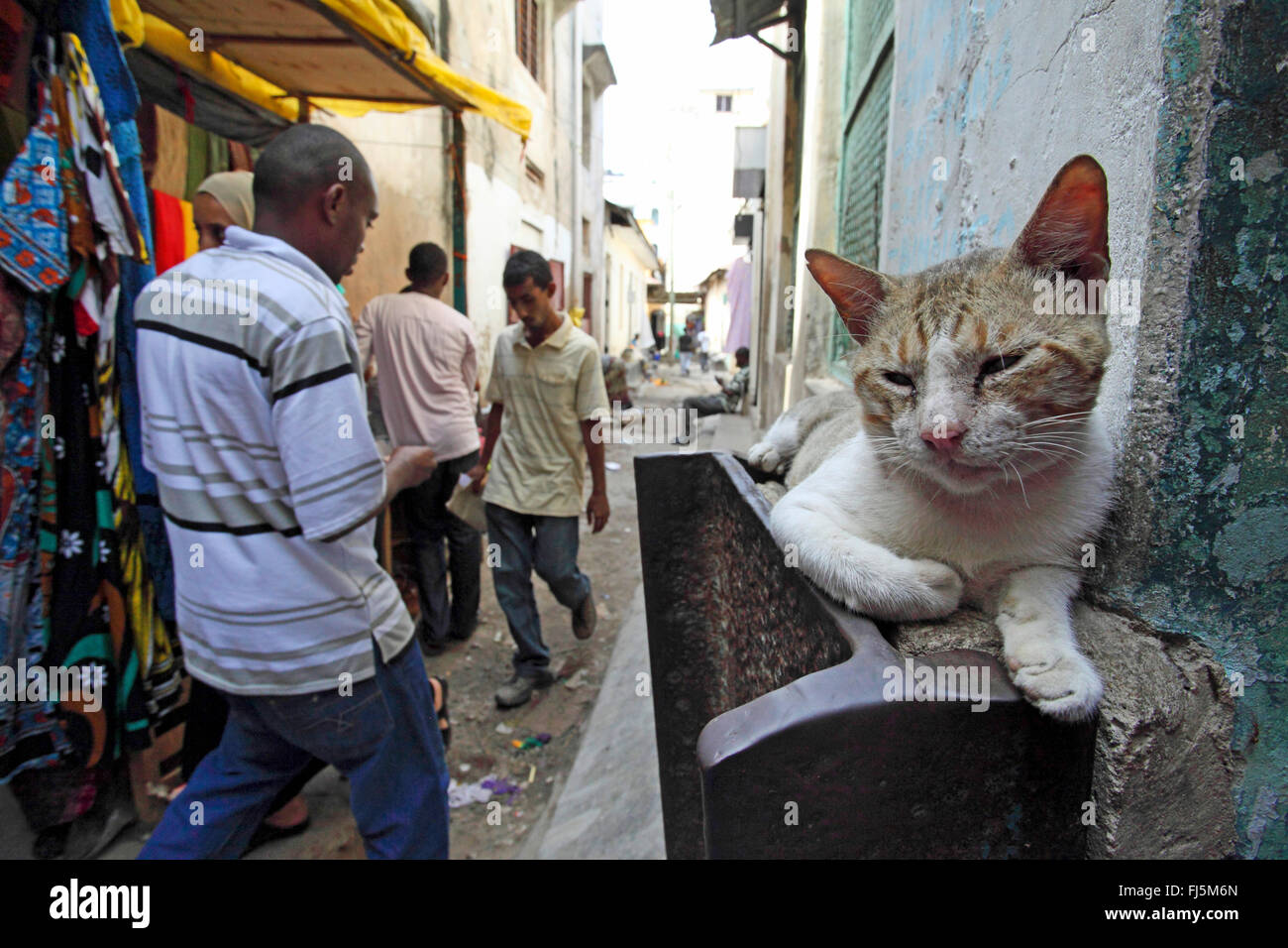 Hauskatze, Hauskatze (Felis Silvestris F. Catus), liegend auf einer Wand in einer engen Gasse, Kenia, Mombasa Stockfoto