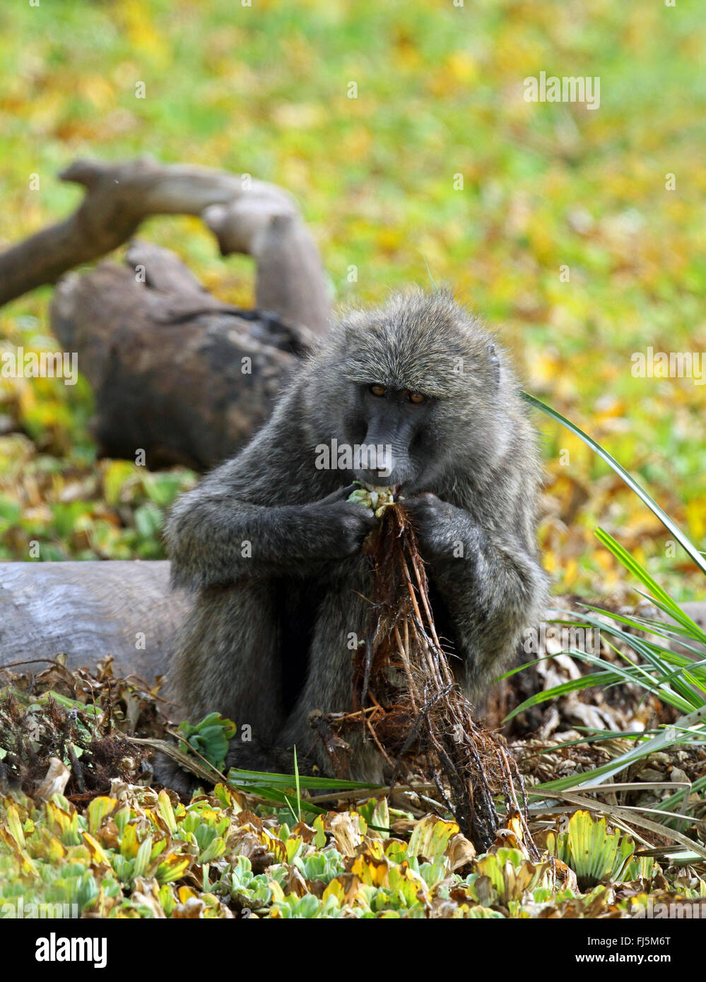 Gelbe Pavian, Savanne Pavian, Anubius Pavian, Oliven Pavian (Papio Anubis, Cynocephalus Papio Anubis), Fütterung Wasser Kohl, Kenia, Masai Mara Nationalpark Stockfoto