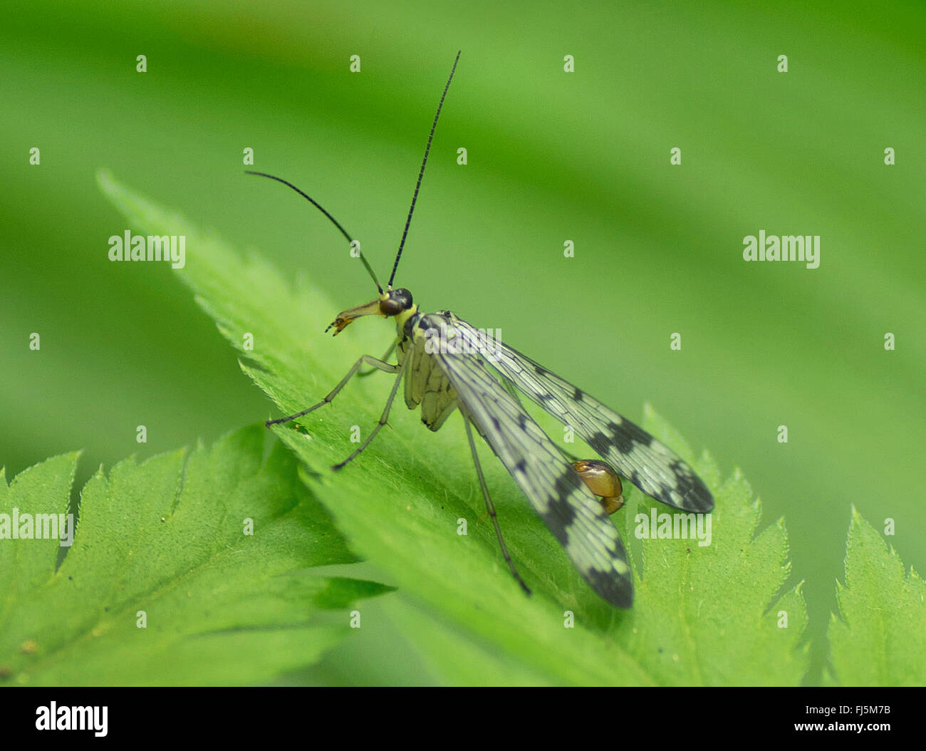 gemeinsame Scorpionfly (Panorpa Communis), sitzt auf einem Blatt, Seitenansicht, Oberbayern, Oberbayern, Bayern, Deutschland Stockfoto