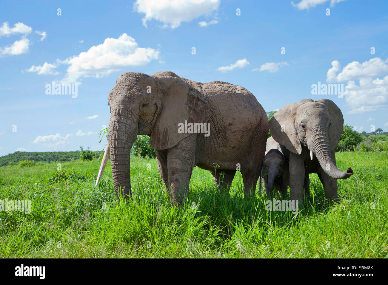 Afrikanischer Elefant (Loxodonta Africana), Kuh Elefanten mit Kälbern auf Rasen, Kenia Stockfoto