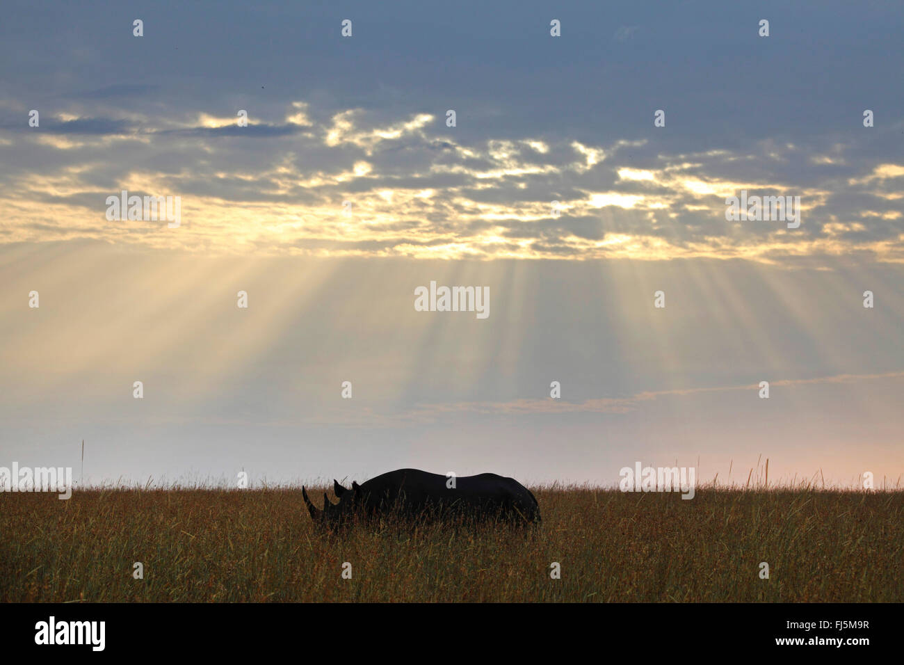 schwarze Nashorn, süchtig-lippige Rhinoceros durchsuchen Nashorn (Diceros Bicornis), morgens auf dem hohen Rasen, Kenia, Masai Mara Nationalpark Stockfoto