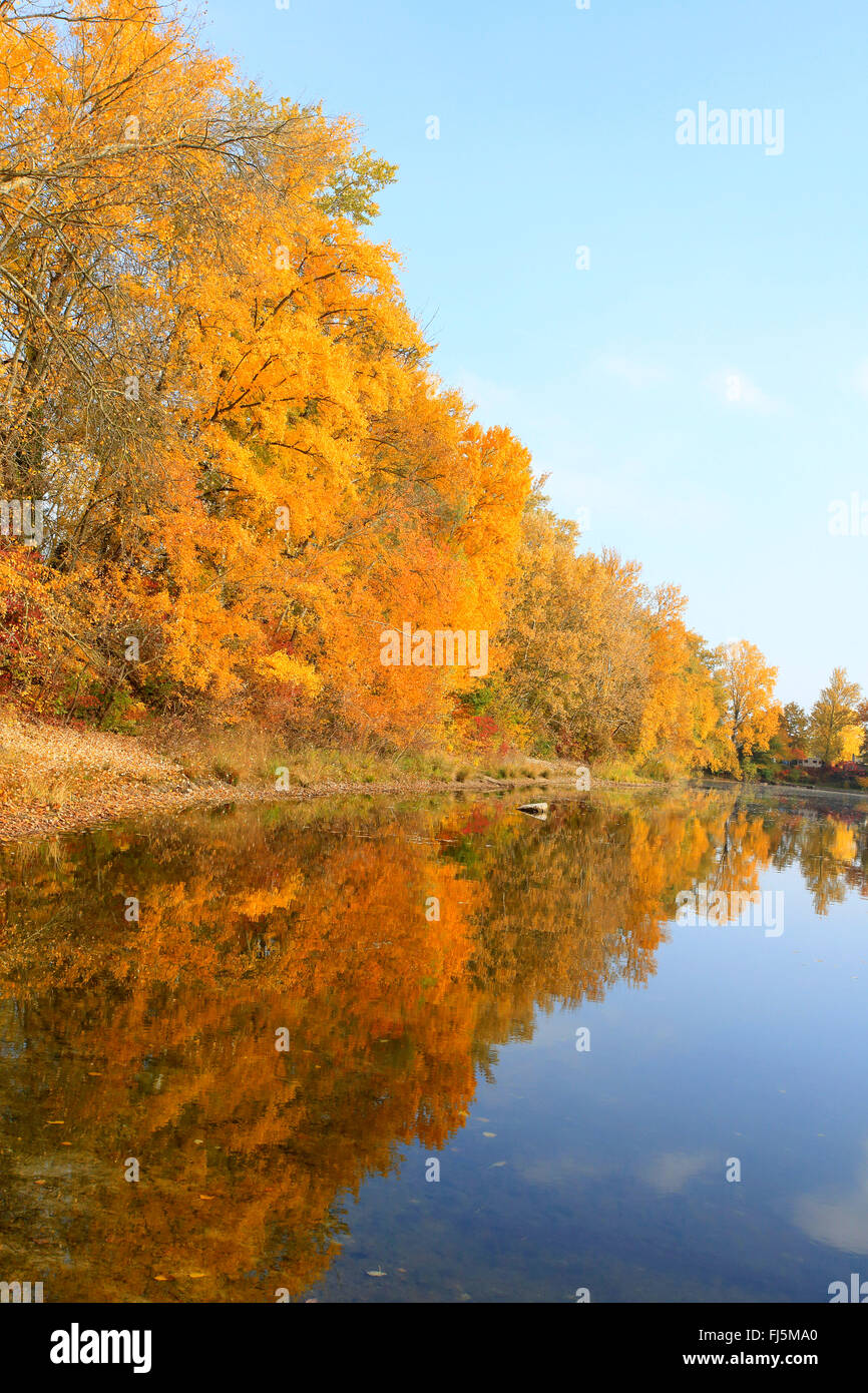 Espe, Pappel (Populus spec.), Foodplain Wald im Herbst am Fluss Rhein, Deutschland, Baden-Württemberg, Mannheim Stockfoto
